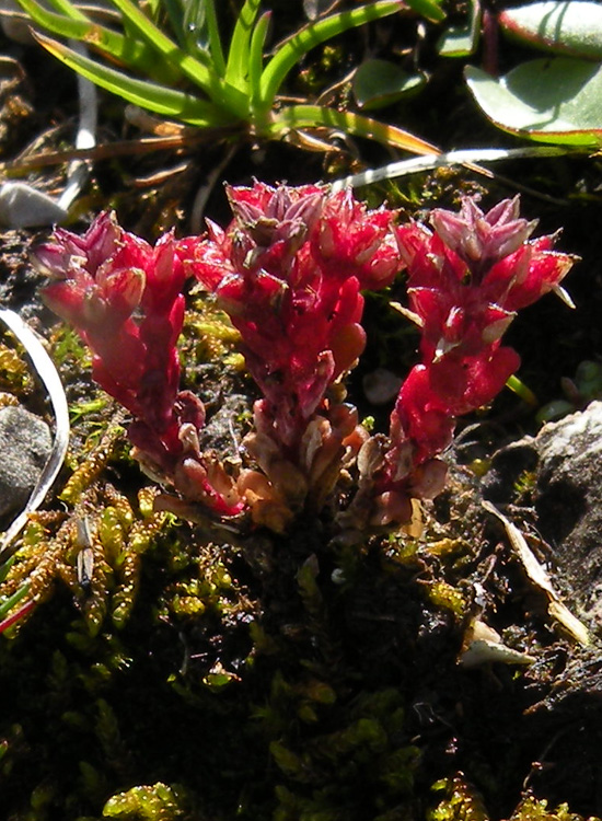 Sedum atratum